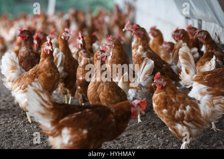 Groupe de poulet fermier librement en dehors de pâturage ferme biologique. L'agriculture biologique, les droits des animaux, retour à la nature concept. Banque D'Images