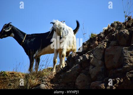 Le pâturage des chèvres sur falaise Chikhaldara,Maharashtra, Inde Banque D'Images