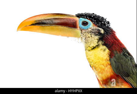 Close-up d'un Curl-crested aracari, isolated on white Banque D'Images