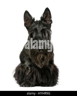 Scottish terrier assis, 9 mois, isolated on white Banque D'Images