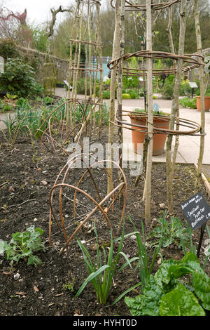 Willow les structures support des cadres dans une herbe veg patch en début du printemps au Jardin Botanique National du Pays de Galles, Carmarthenshire UK KATHY DEWITT Banque D'Images