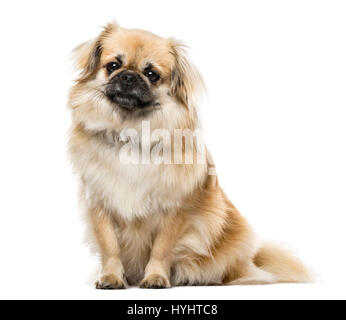 Tibetan Spaniel sitting, 2 ans , isolated on white Banque D'Images