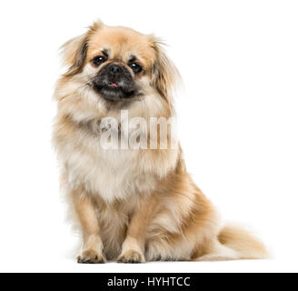 Tibetan Spaniel sitting, 2 ans , isolated on white Banque D'Images