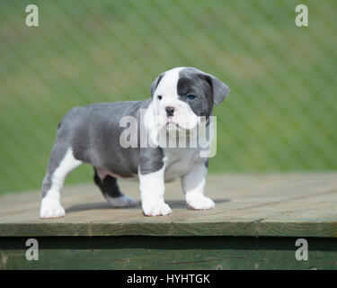 6 semaine old bull dog puppy Banque D'Images