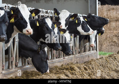 L'alimentation des vaches laitières dans une grange Banque D'Images