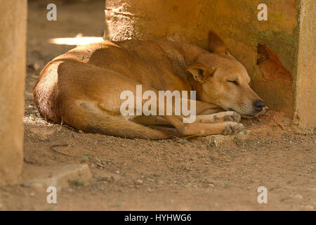 Photo d'un Indien de couchage chien sauvage à l'ombre sur une chaude journée Banque D'Images