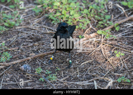 Seychelles, la Réserve Naturelle d'Aride. Magpie Seychelles rares-robin (Copsychus sechellarum : sauvage). Sur le bord de l'extinction avec seulement 16 personnes dans 1 Banque D'Images