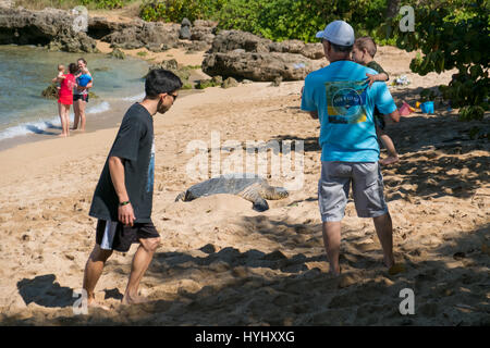 HALEIWA, Oahu, Hawaii - 15 février 2017 : les touristes remplir la plage et prendre des photos et d'autoportraits avec cameraphones après un tour bus vous permet de les désactiver a H Banque D'Images