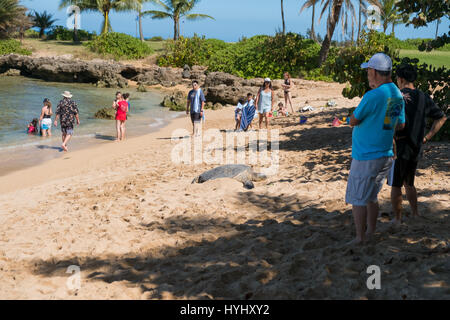 HALEIWA, Oahu, Hawaii - 15 février 2017 : les touristes remplir la plage et prendre des photos et d'autoportraits avec cameraphones après un tour bus vous permet de les désactiver a H Banque D'Images