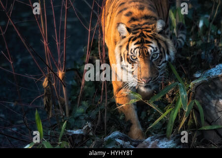 Ce magnifique tigre vit sur l'île indonésienne de Sumatra. Elle a été inscrite comme étant en danger critique d'extinction sur la liste rouge de l'UICN en 2008, la population étant estimée à 441 à 679 individus, aucune sous-population n'ayant plus de 50 individus et une tendance à la baisse. Des zoos comme Wilhelma en Allemagne veillent à ce qu'ils puissent survivre au moins ici. Banque D'Images