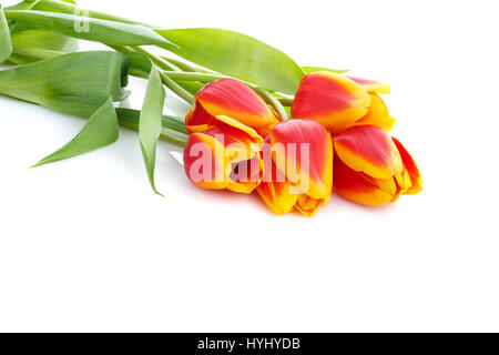 Bouquet de tulipes jaune isolé sur fond blanc Banque D'Images