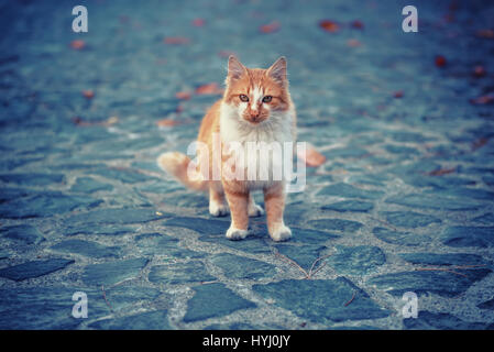 Portrait de chat de rue Banque D'Images