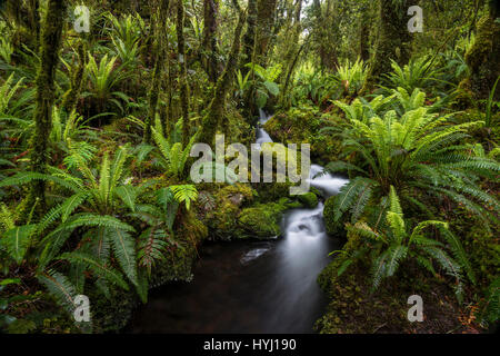 Flux avec fougères dans les denses forêts tropicales, le Parc National de Fiordland, Southland, Nouvelle-Zélande Banque D'Images