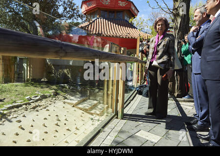 Madrid, Madrid, Espagne. 5ème apr 2017. La Reine Sofia d'Espagne à Madrid Chulina visites Zoo Panda le 5 avril, 2017 à Madrid Crédit : Jack Abuin/ZUMA/Alamy Fil Live News Banque D'Images