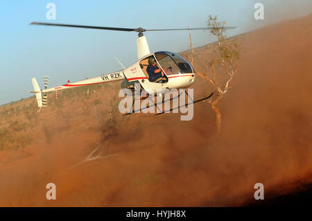 Des bovins aériens qui se sont muté avec un hélicoptère Robinson R-22, dans la région désertique de l'arrière-pays d'Australie occidentale, à l'intérieur des terres de Geraldton. Banque D'Images