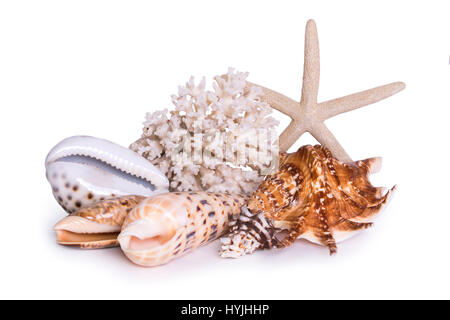 Une composition de grandes coquilles de mer, étoiles de mer et les coraux est isolé sur fond blanc Banque D'Images