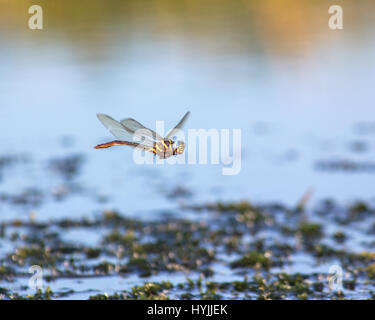 Une libellule vole à basse altitude au-dessus des eaux de l'Everglades de Floride dans les premières heures du matin. Banque D'Images