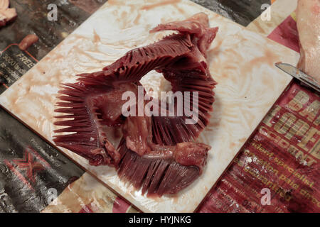 Exposer les branchies d'une tête de poisson du saumon au cours d'une dissection dans une école britannique. Banque D'Images