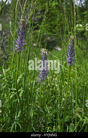 Rampion Phyteuma nigrum noir dans les prairies du parc national du Vercors France Banque D'Images