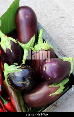 Maison fraîchement cueillis aubergines Black Beauty Banque D'Images