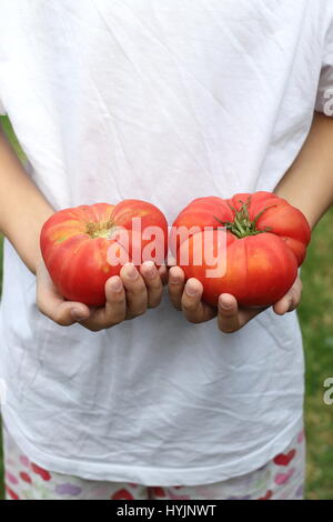 Main tenant heirloom Tomatoes Banque D'Images