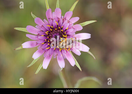 Le salsifis Tragopogon porrifolius capitule Corse France Banque D'Images