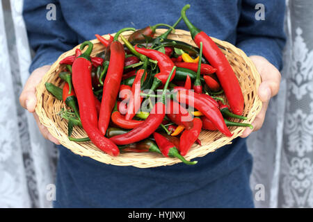 Piments maison fraîchement cueillies Banque D'Images