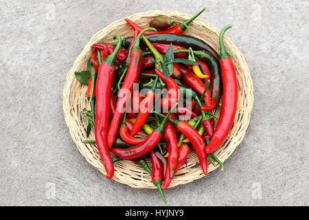 Piments maison fraîchement cueillies Banque D'Images