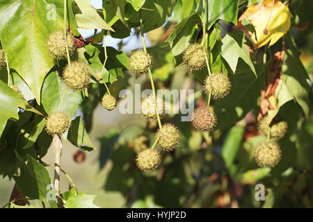 Londres avion Platanus x hispanica fruit Banque D'Images