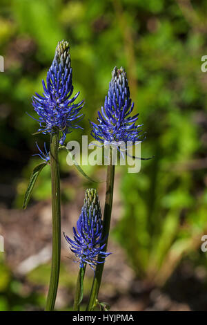 Rampion noire Phyteuma nigrum Parc Naturel Régional du Vercors France Banque D'Images