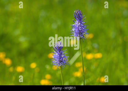 Rampion Phyteuma nigrum noir près du col de la machine Parc Naturel Régional du Vercors Vercors France Banque D'Images