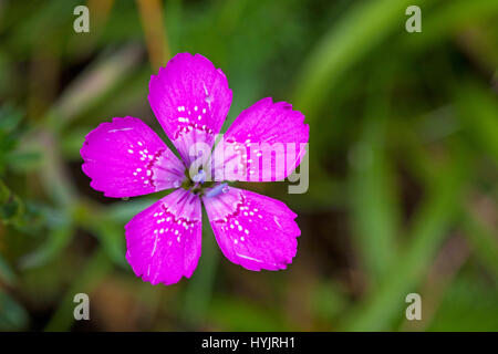 Rose de jeune fille de Dianthus deltoides capitule Vallée d'Arrens Marsous Arrens près de Hautes Pyrenees France Parc National des Pyrénées Banque D'Images