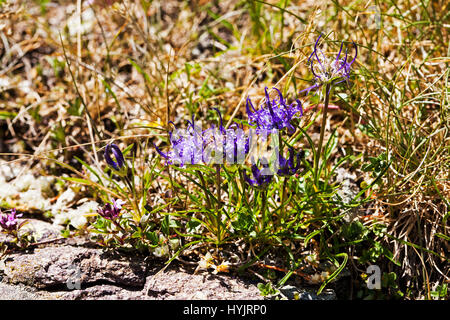 Globe-dirigé rampion Phyteuma hemisphaericum parmi les roches du Parc National des Pyrénées France Juillet 2015 Banque D'Images