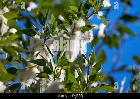 Simon poplar Populus simonii avec graines arrière-arrière allumé près de Jackson Lake Parc National de Grand Teton Wyoming USA Juin 2015 Banque D'Images