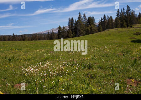 Saxifrage Saxifraga granulata prés de fleurs sauvages en prairie avec le Grand Veymont ridge au-delà Haut Plateau Réserver Parc Naturel Régional du Vercors Verc Banque D'Images