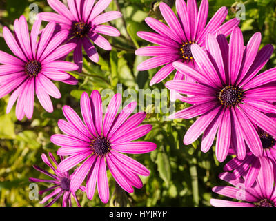 Purple Daisy Flower. Lanjaron, Parc Naturel de la Sierra Nevada, Granada province. Andalousie Le sud de l'Espagne, Europe Banque D'Images