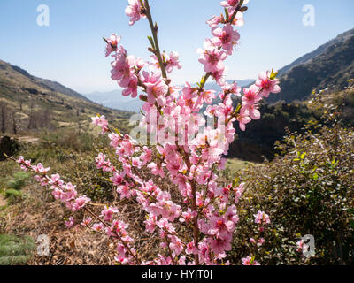 Arbre en fleurs. Las Alpujarras Lanjarón, Parc Naturel de la Sierra Nevada, Granada province. Andalousie Le sud de l'Espagne, Europe Banque D'Images