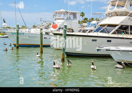 De nombreux pélicans bruns flottent aux côtés de grands crusier bateaux dans le port de la plage de Clearwater, Floride, Marina sur une journée ensoleillée Banque D'Images