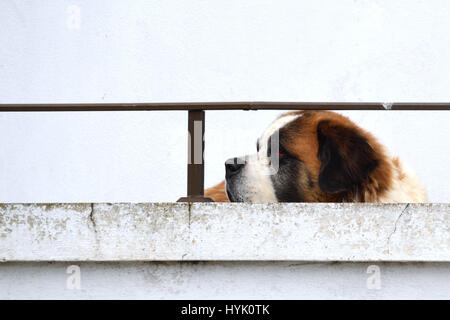 Saint Bernard Banque D'Images