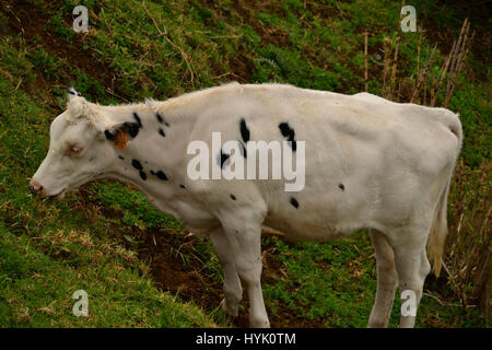 Vache blanche Banque D'Images