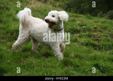 Labradoodle blanc jouant dans l'herbe. Chien heureux. Fluffy chien blanc dans un champ. Banque D'Images