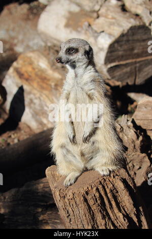 Le meerkat ou suricate (Suricata suricatta) est une petite carnivoran appartenant à la famille des mangoustes - Orana Wildlife Park, Christchurch, Nouvelle-Zélande Banque D'Images