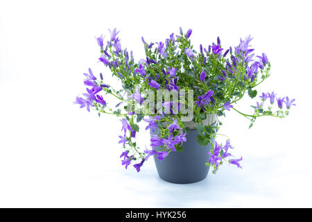 Campanula additifs ou campanules isolé sur fond blanc Banque D'Images