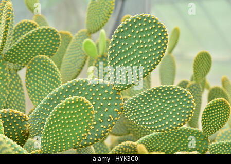 Cactus dans le Jardin botanique de la Reine Sirikit, Chiangmai, Thaïlande. Banque D'Images