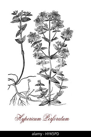 Hypericum perforatum ou le millepertuis est une plante à fleurs et herbe médicinale avec antidépresseur et anti-inflammatoire. Les feuilles ont de gouttelettes translucides, les fleurs sont jaune vif. Banque D'Images