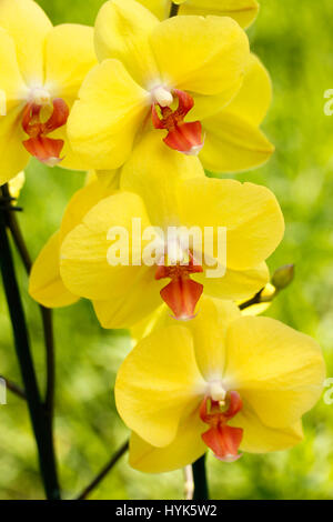 Phalaenopsis. Fleur jaune. Banque D'Images