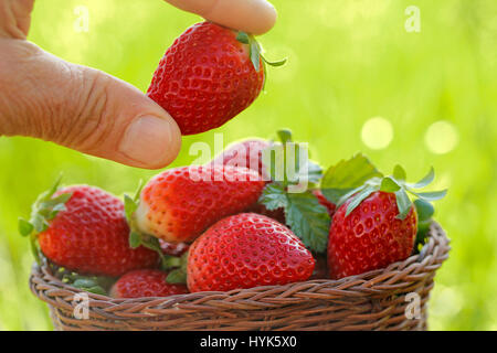 Fraises Banque D'Images