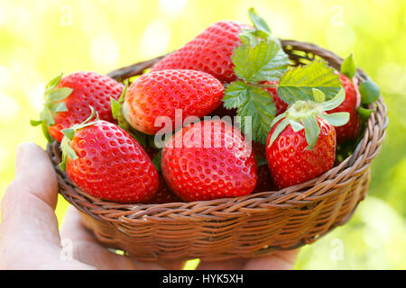 Fraises Banque D'Images