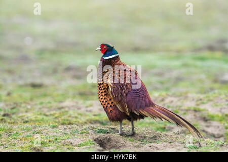 Faisan de Colchide Phasianus colchicus (mâle) en plumage nuptial complet. Banque D'Images