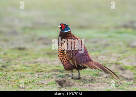 Faisan de Colchide Phasianus colchicus (mâle) en plumage nuptial complet. Banque D'Images